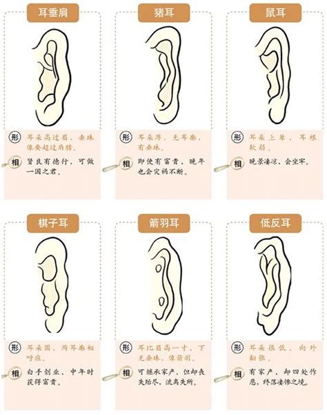 反廓耳|面相耳朵图解【最详细版】 – 杨易德全集官网